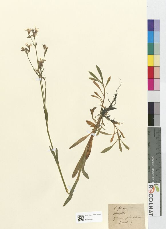 Lychnis flos-cuculi (Caryophyllaceae)