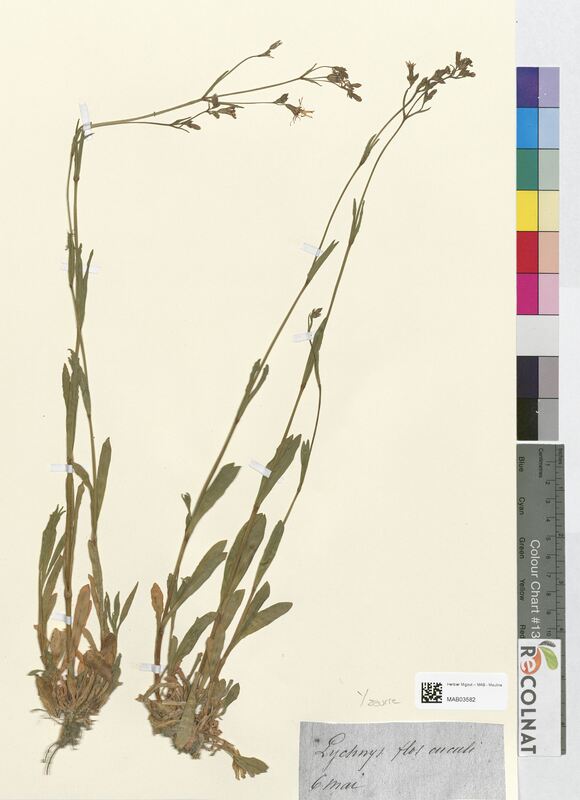 Lychnis flos-cuculi (Caryophyllaceae)