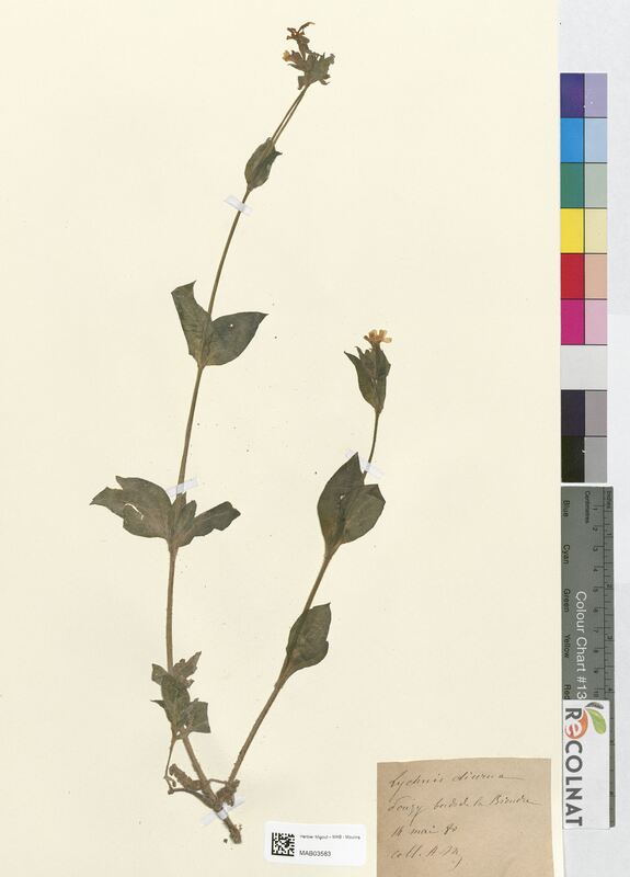 Lychnis diurna (Caryophyllaceae)