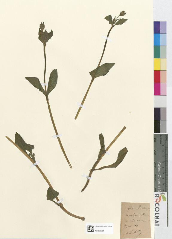 Lychnis diurna (Caryophyllaceae)