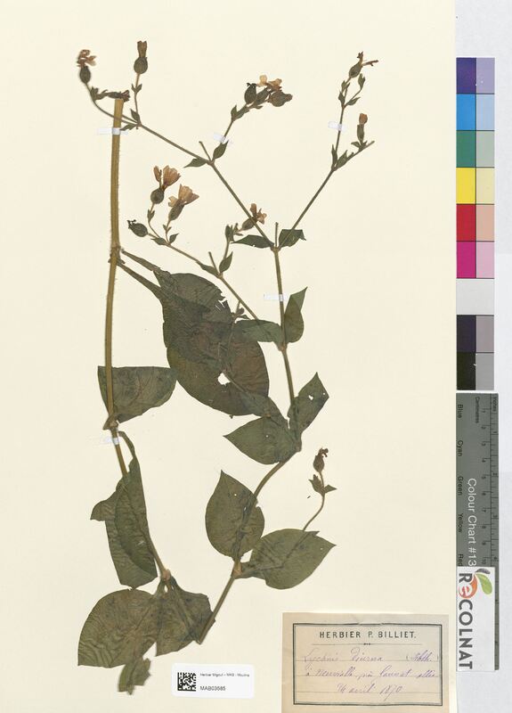 Lychnis diurna (Caryophyllaceae)