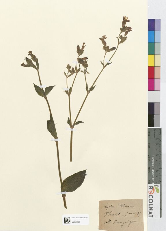 Lychnis diurna (Caryophyllaceae)