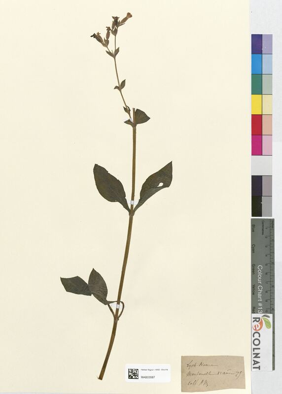 Lychnis diurna (Caryophyllaceae)