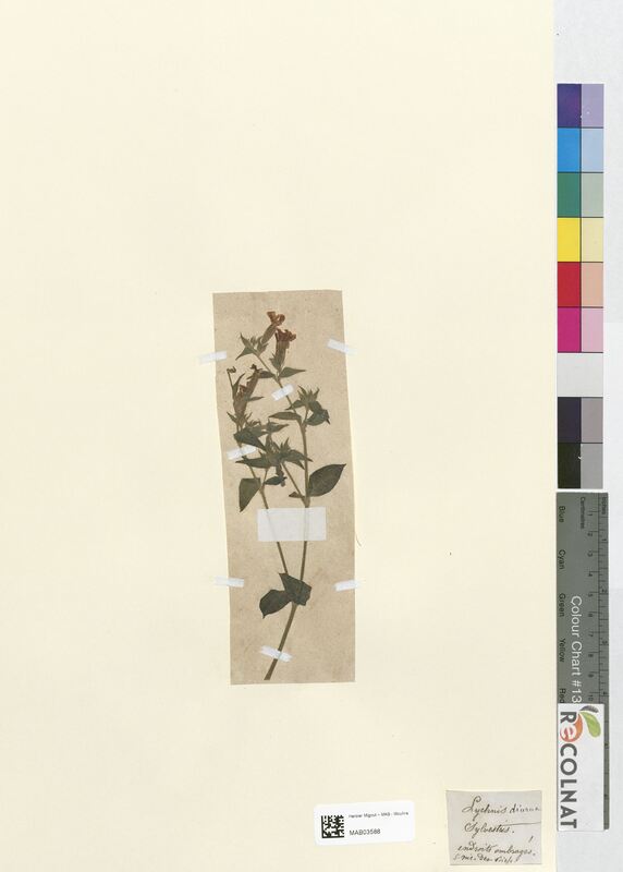 Lychnis diurna (Caryophyllaceae)