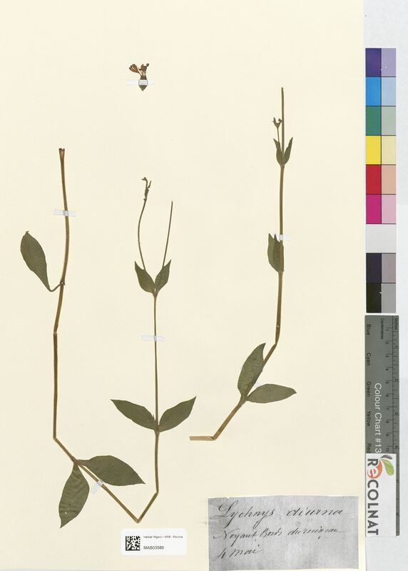 Lychnis diurna (Caryophyllaceae)