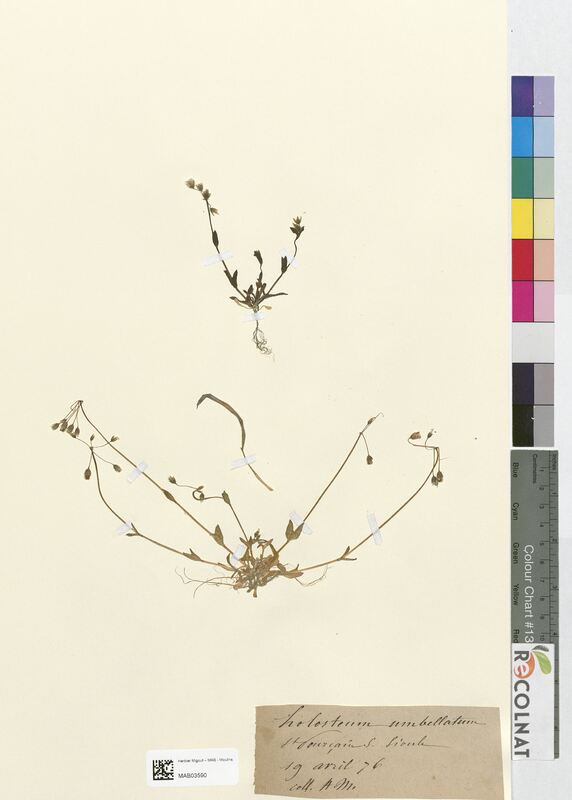 Holosteum umbellatum (Caryophyllaceae)