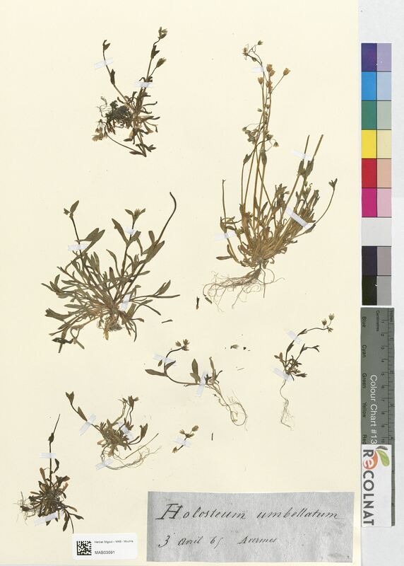 Holosteum umbellatum (Caryophyllaceae)