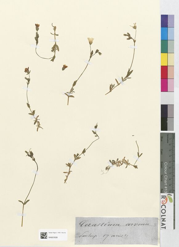 Cerastium arvense (Caryophyllaceae)