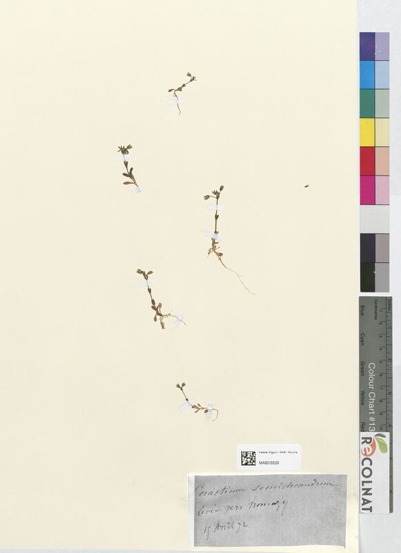 Cerastium semidecandrum (Caryophyllaceae)