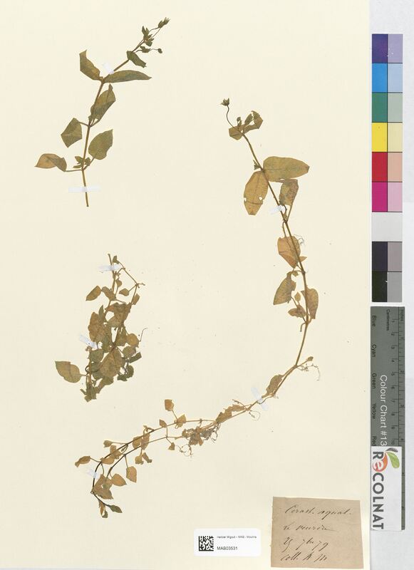 Cerastium aquaticum (Caryophyllaceae)