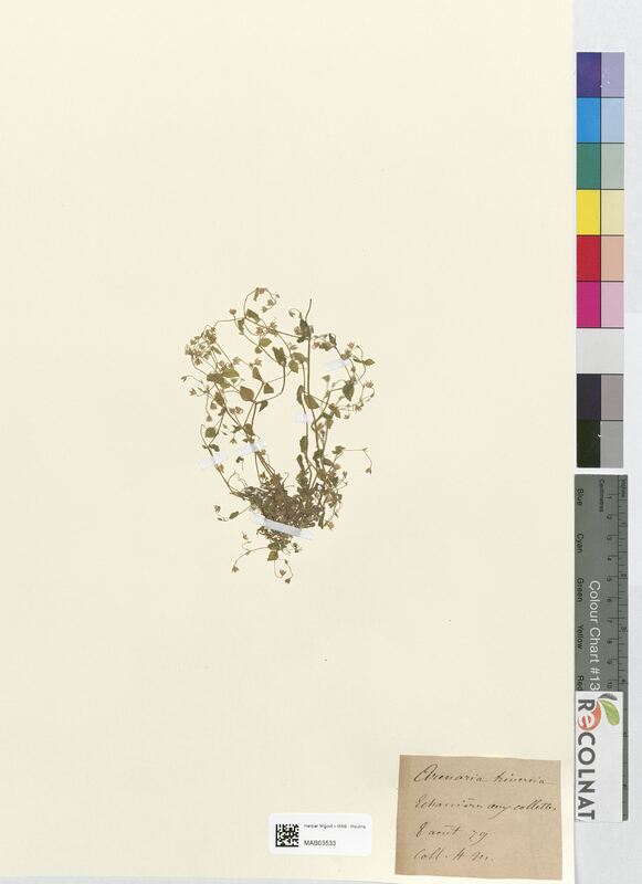 Arenaria trinervia (Caryophyllaceae)