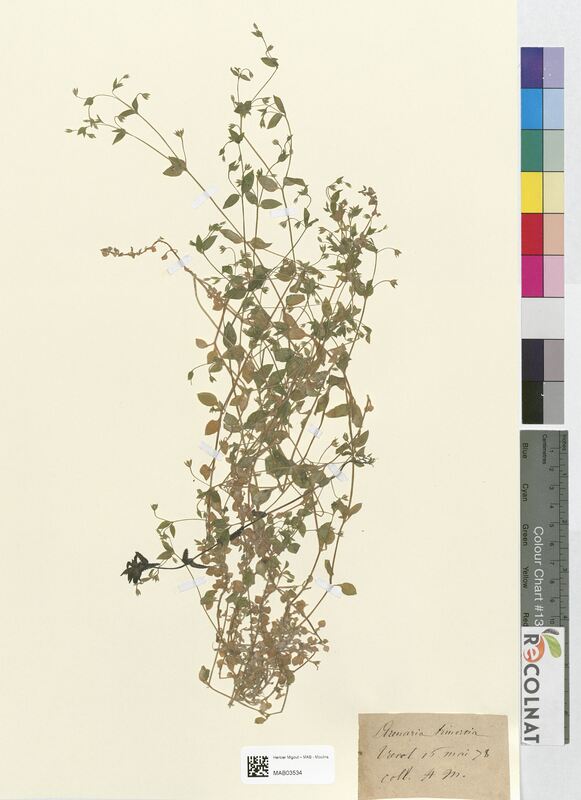 Arenaria trinervia (Caryophyllaceae)