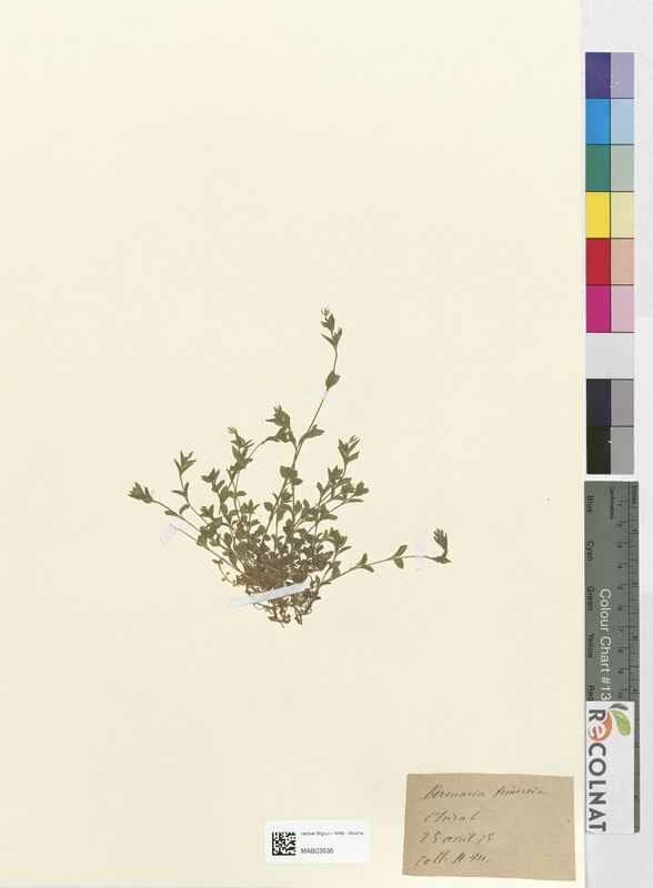 Arenaria trinervia (Caryophyllaceae)