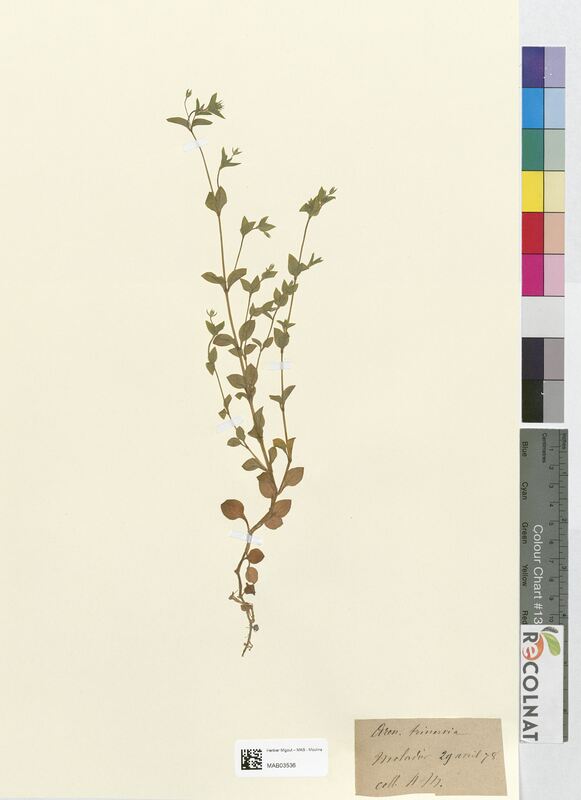 Arenaria trinervia (Caryophyllaceae)