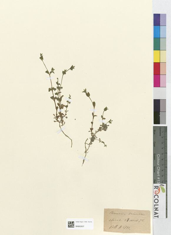 Arenaria trinervia (Caryophyllaceae)