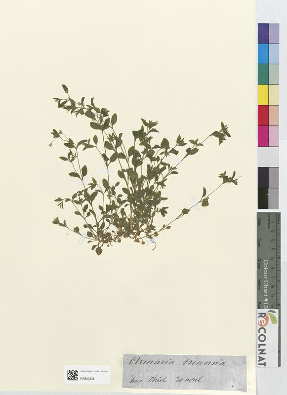 Arenaria trinervia (Caryophyllaceae)