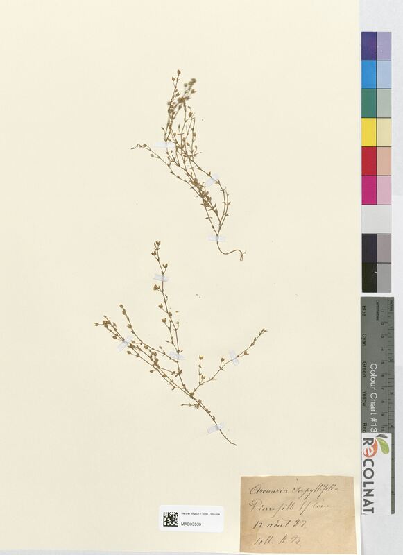 Arenaria serpyllifolia (Caryophyllaceae)