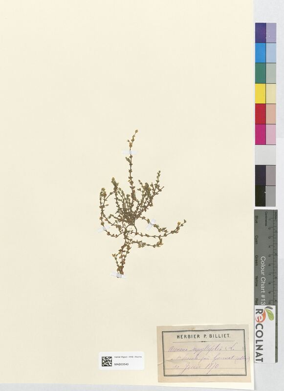 Arenaria serpyllifolia (Caryophyllaceae)