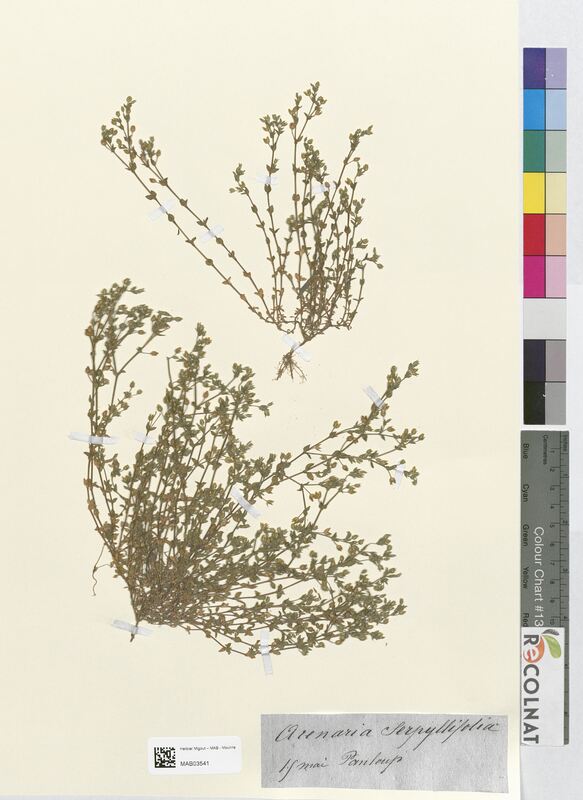 Arenaria serpyllifolia (Caryophyllaceae)