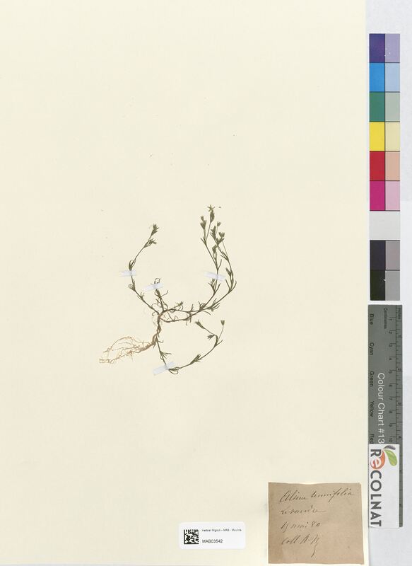 Alsine tenuifolia (Caryophyllaceae)