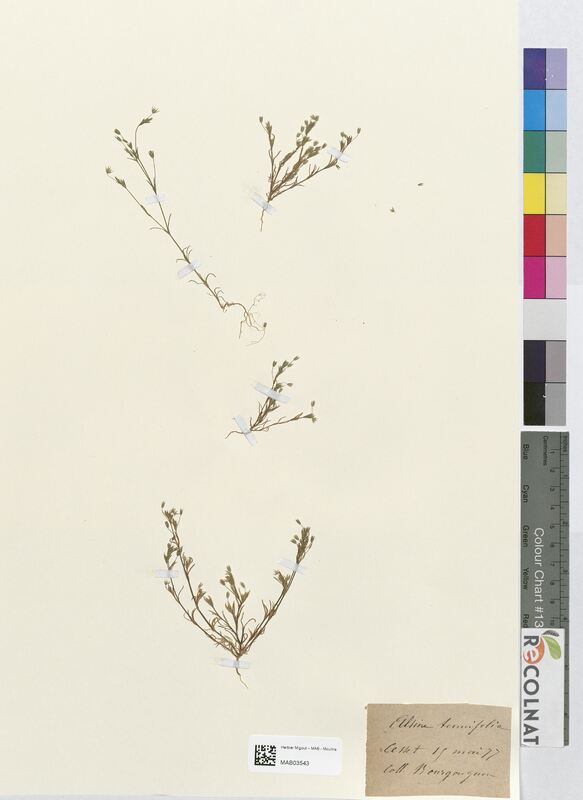 Alsine tenuifolia (Caryophyllaceae)