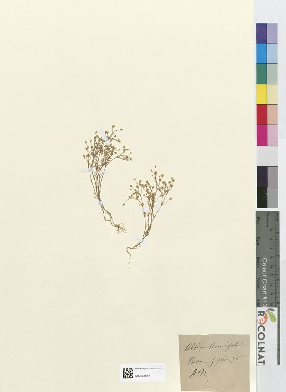 Alsine tenuifolia (Caryophyllaceae)