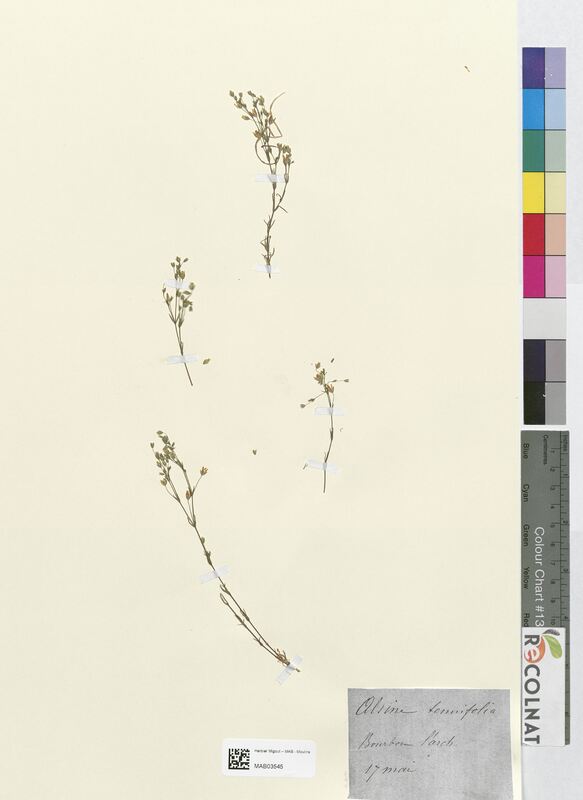 Alsine tenuifolia (Caryophyllaceae)