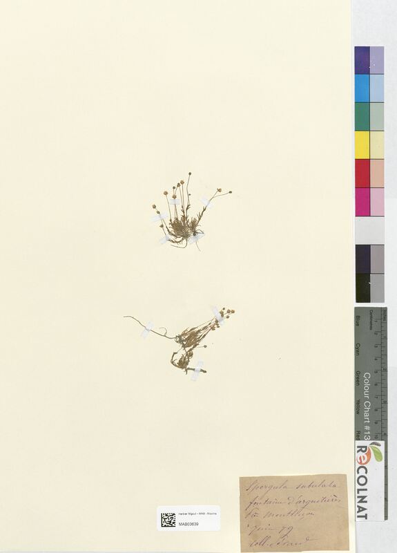 Spergula subulata (Caryophyllaceae)