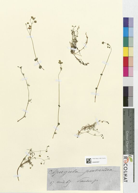 Spergula pentandra (Caryophyllaceae)