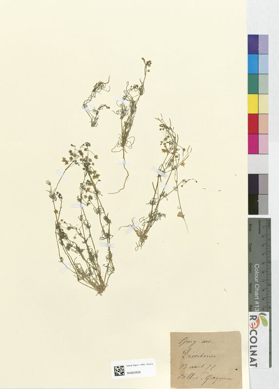 Spergula arvensis (Caryophyllaceae)