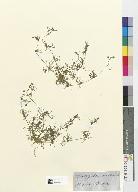 Spergula arvensis (Caryophyllaceae)
