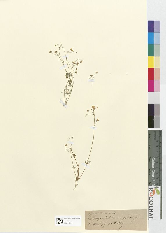 Spergula morisonii (Caryophyllaceae)