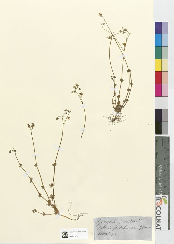 Spergula morisonii (Caryophyllaceae)