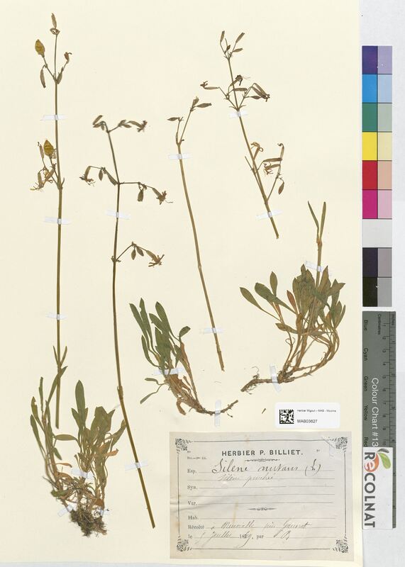 Silene nutans (Caryophyllaceae)