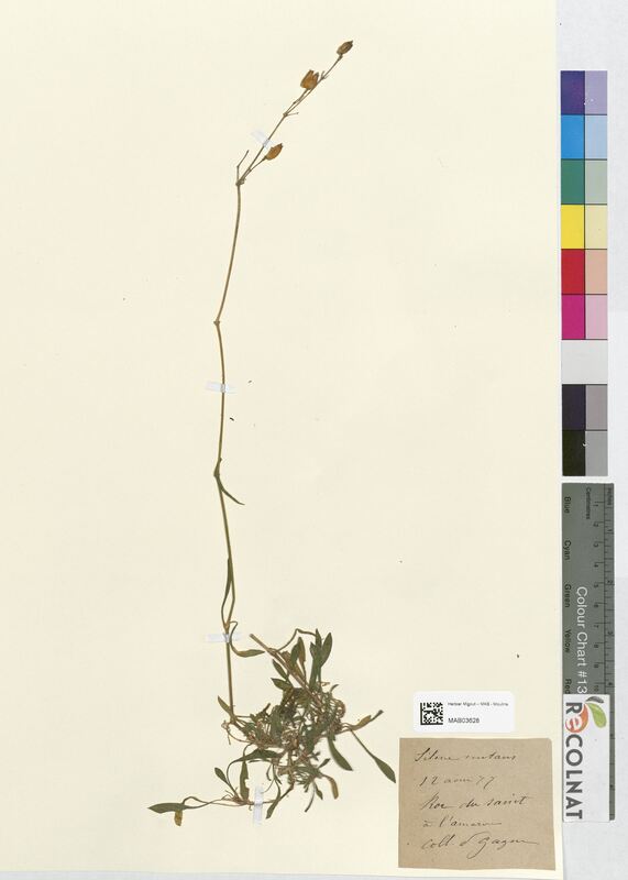 Silene nutans (Caryophyllaceae)