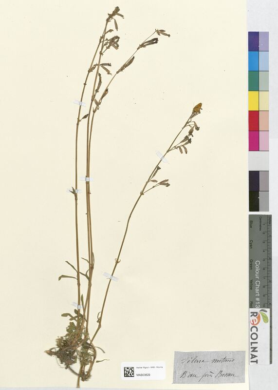 Silene nutans (Caryophyllaceae)