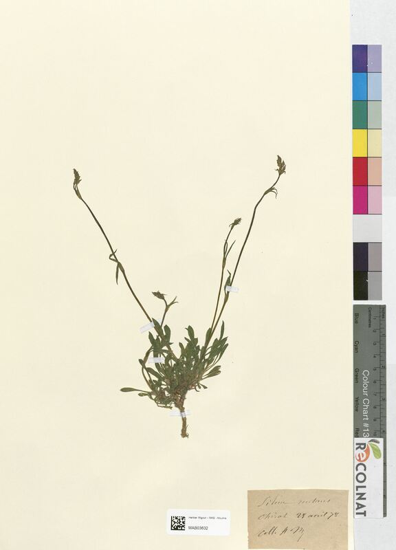 Silene nutans (Caryophyllaceae)