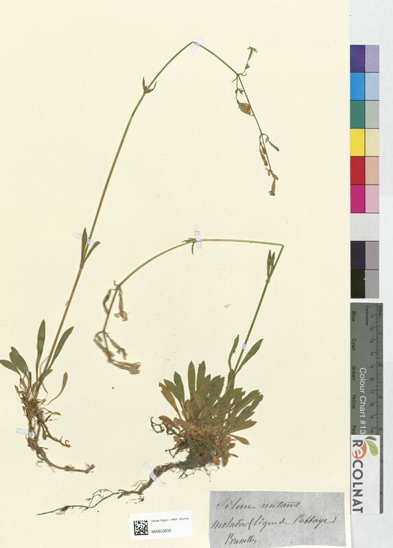 Silene nutans (Caryophyllaceae)