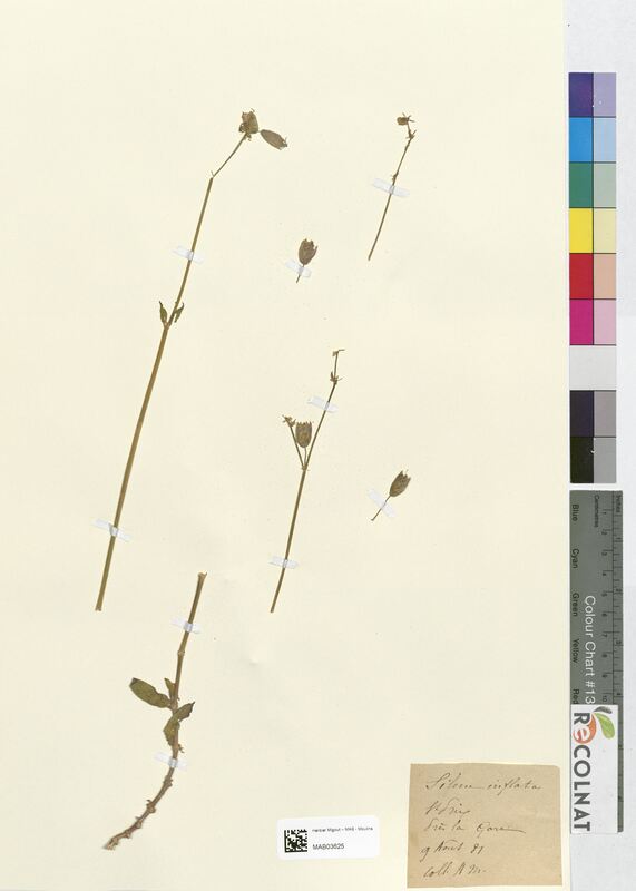 Silene inflata (Caryophyllaceae)
