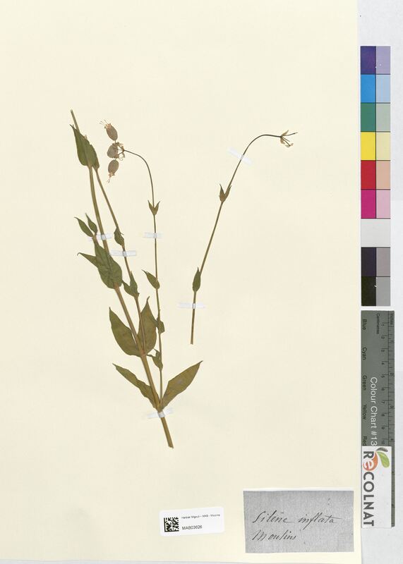 Silene inflata (Caryophyllaceae)
