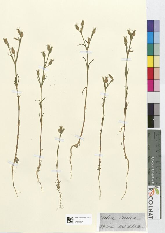 Silene conica (Caryophyllaceae)
