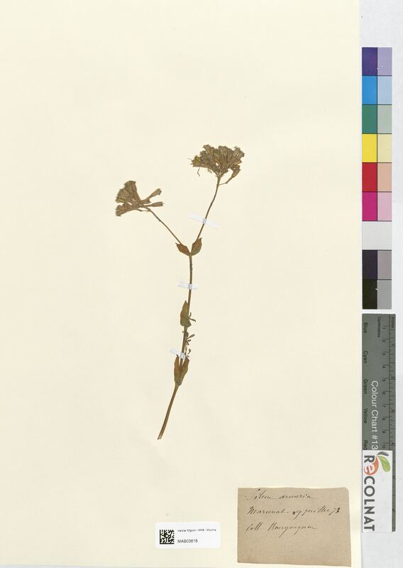 Silene armeria (Caryophyllaceae)