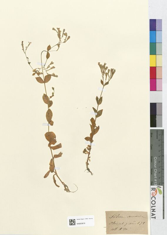 Silene armeria (Caryophyllaceae)