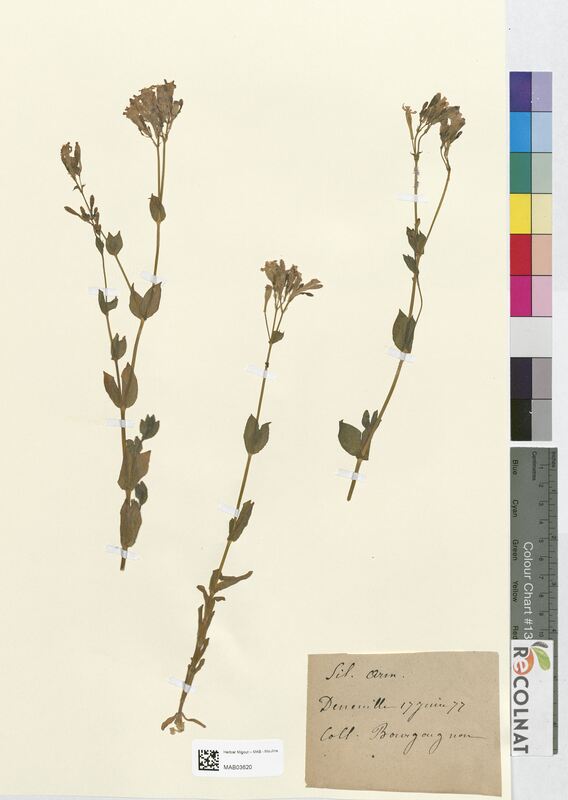 Silene armeria (Caryophyllaceae)
