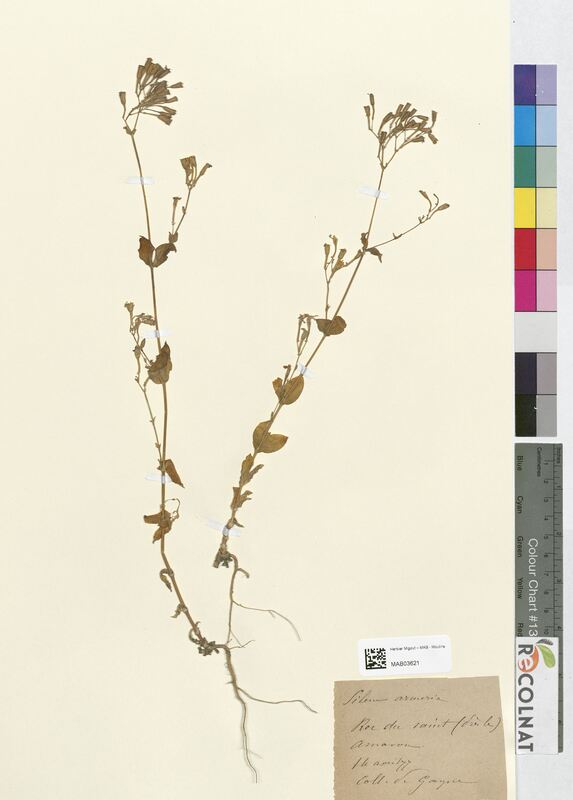 Silene armeria (Caryophyllaceae)