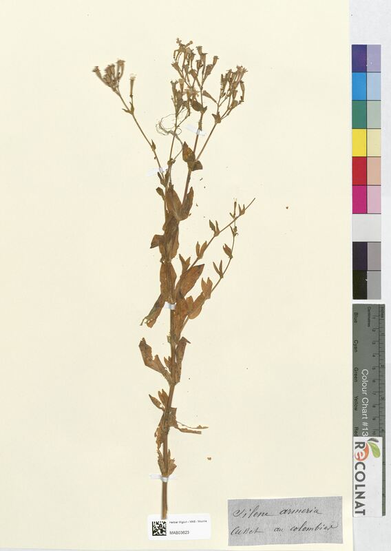 Silene armeria (Caryophyllaceae)