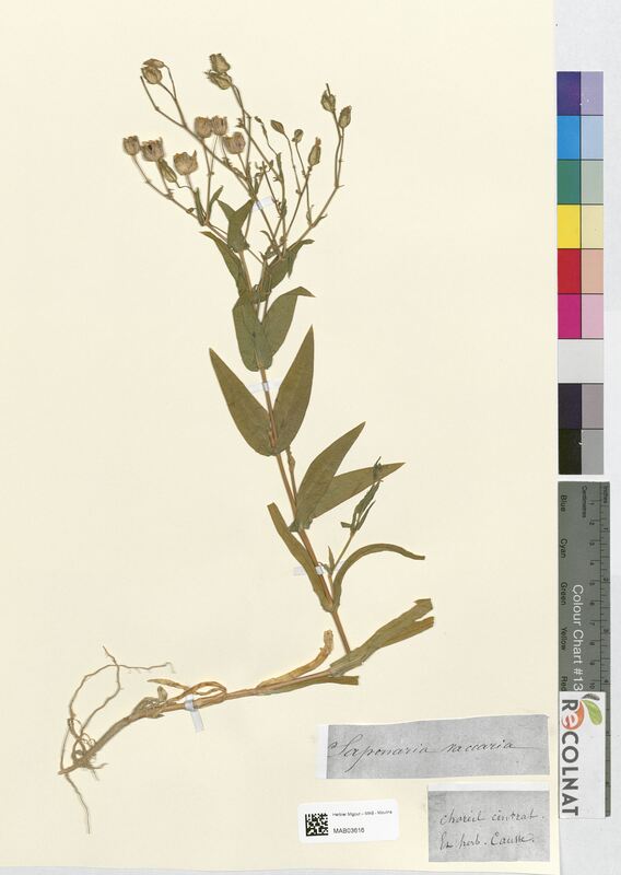 Saponaria vaccaria (Caryophyllaceae)