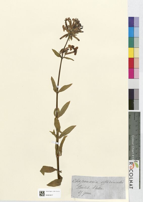 Saponaria officinalis (Caryophyllaceae)