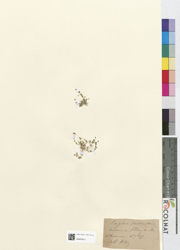 Sagina procumbens (Caryophyllaceae)