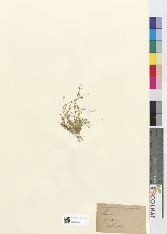 Sagina procumbens (Caryophyllaceae)